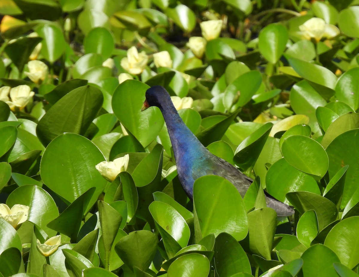 Purple Gallinule - Rodrigo Quadros