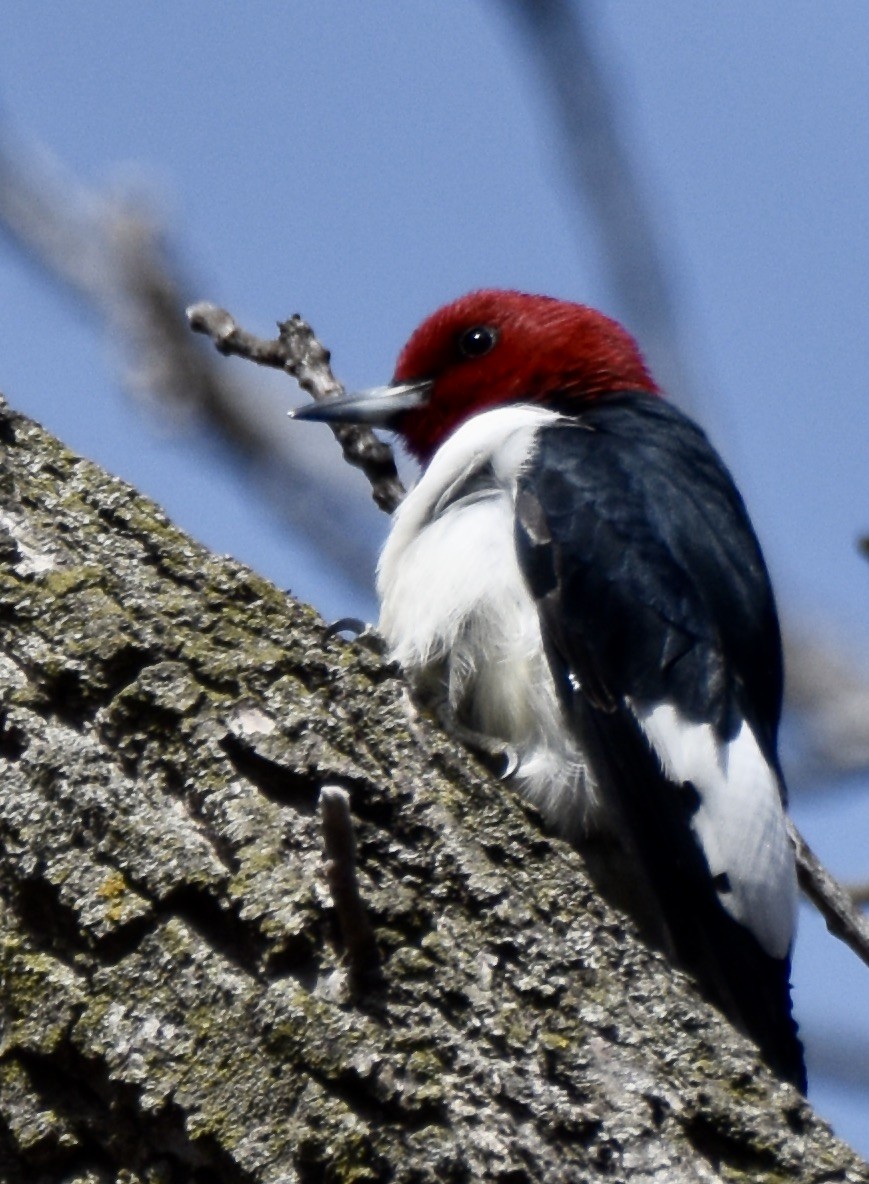 Red-headed Woodpecker - ML561440431