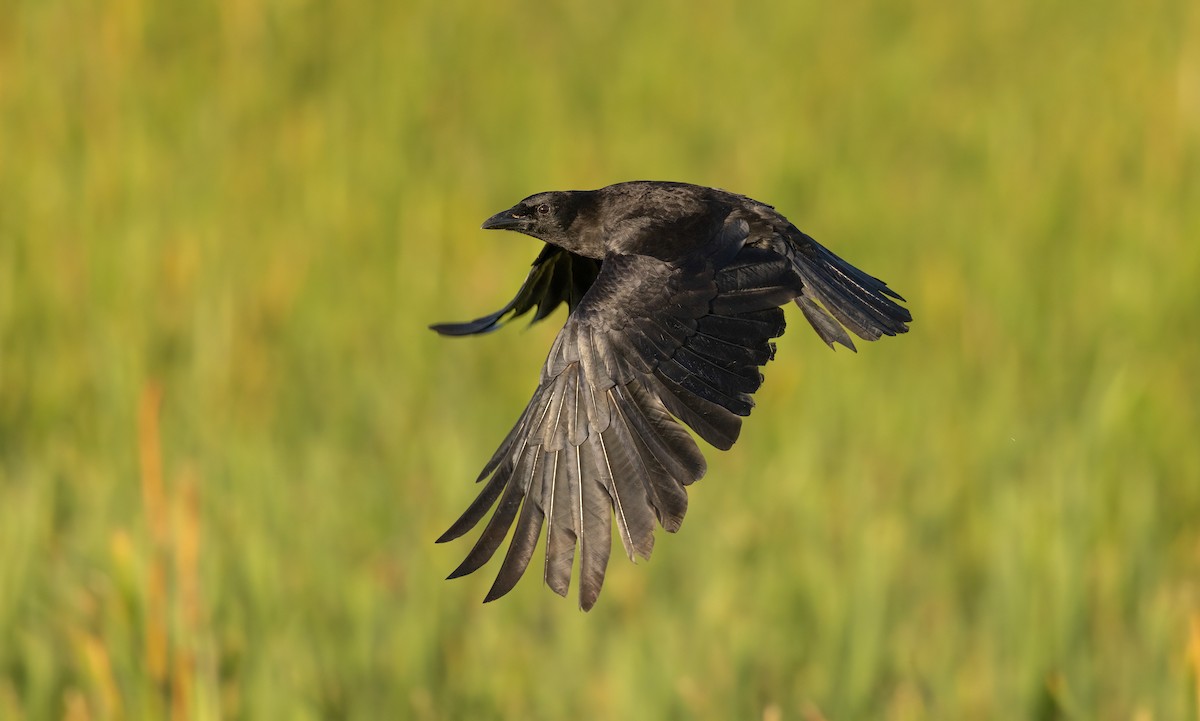 Fish Crow - ML561441041