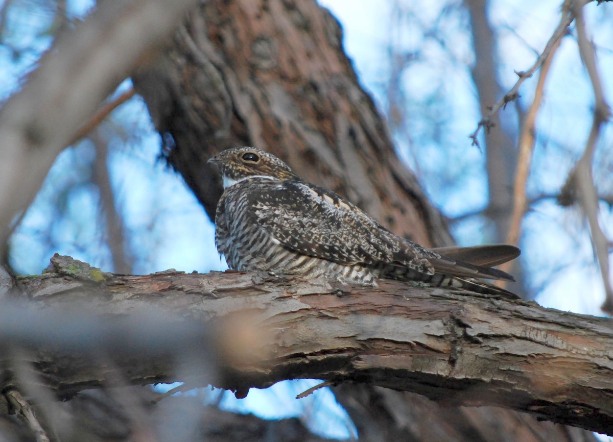 Common Nighthawk - ML561441101