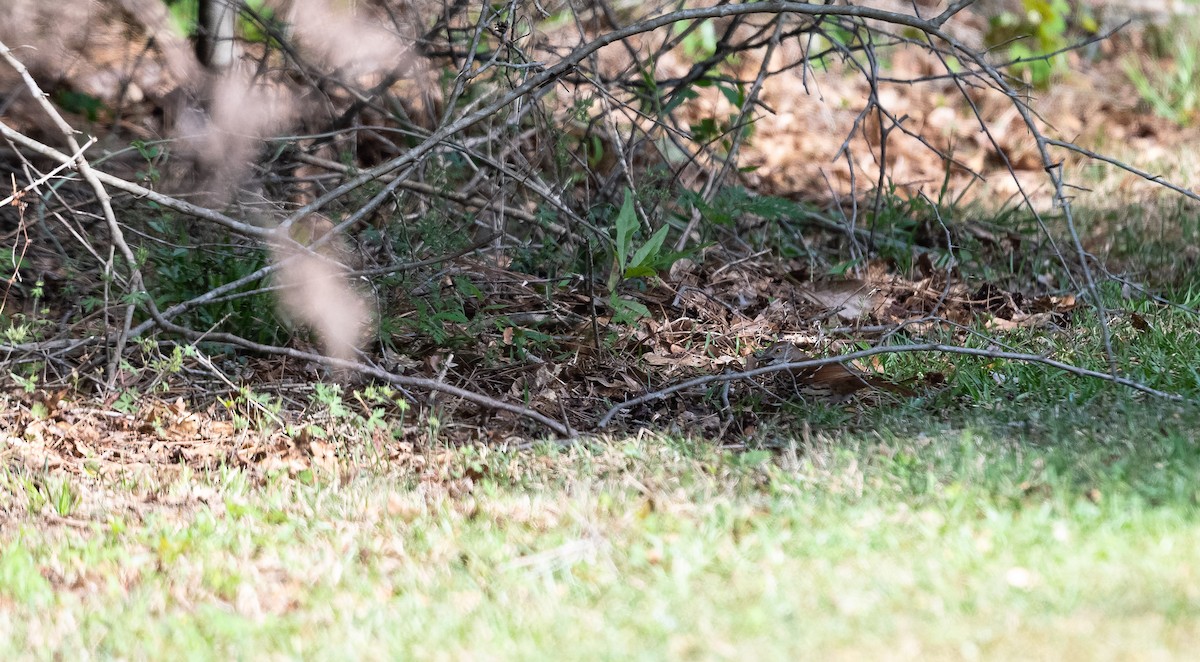 Brown Thrasher - ML561441201