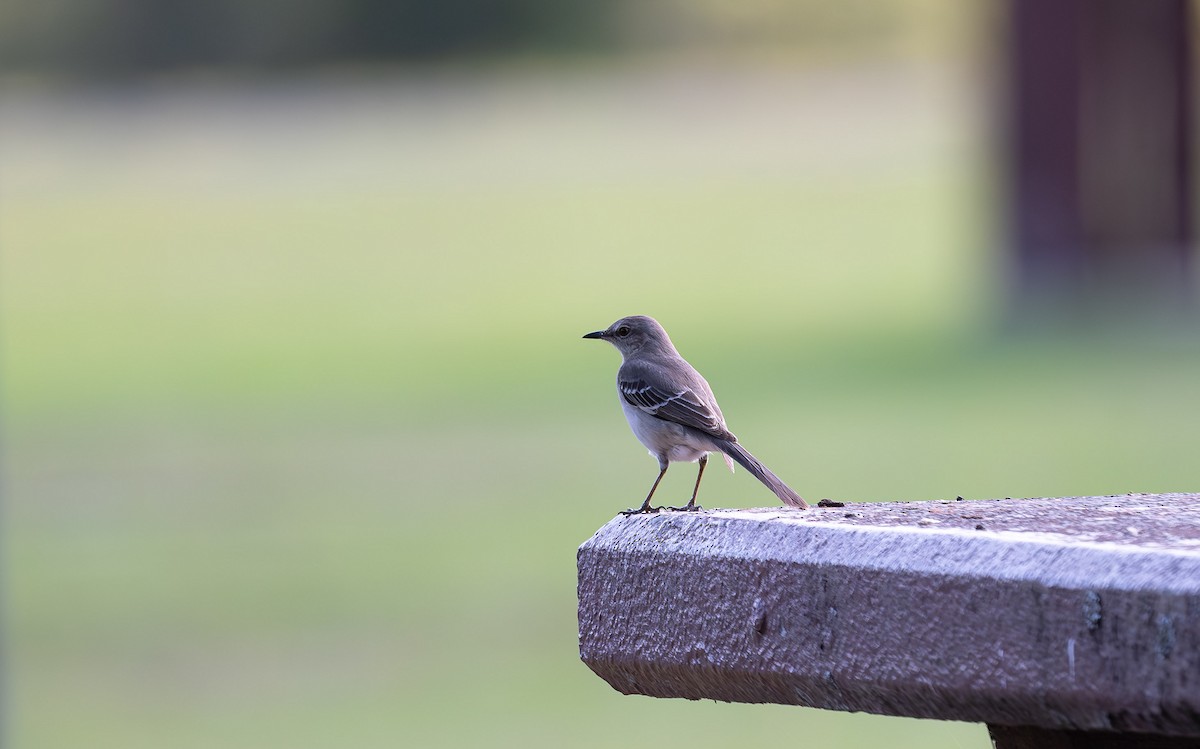 Northern Mockingbird - ML561441261