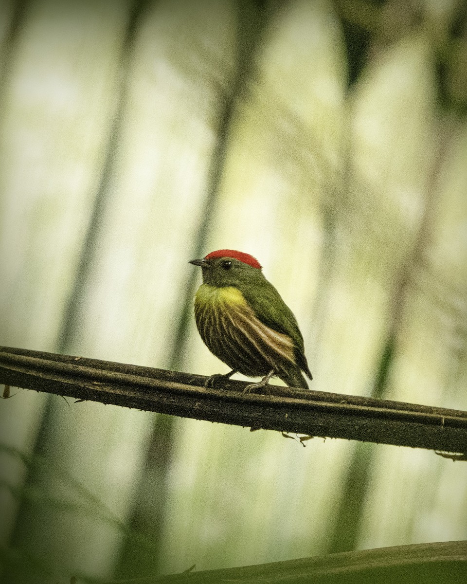 Painted Manakin - ML561441641