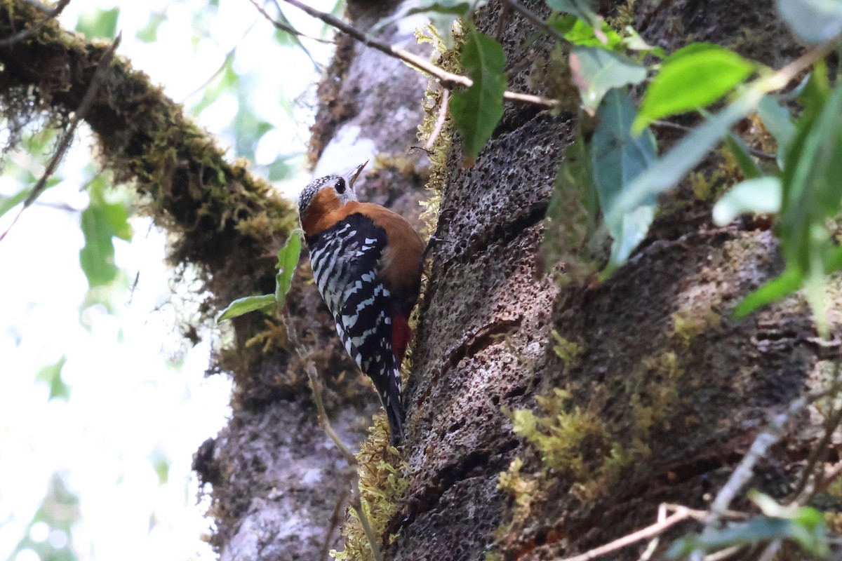 Rufous-bellied Woodpecker - 瑞珍 楊