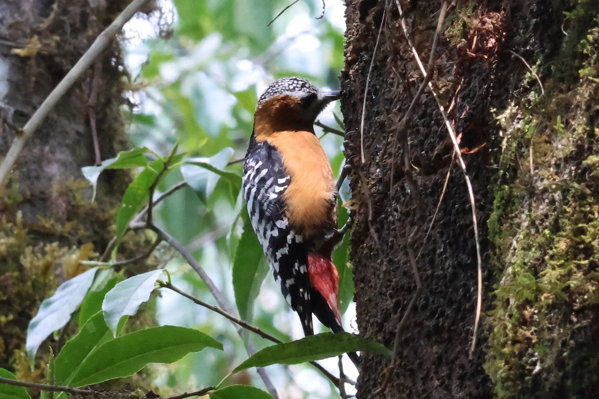 Rufous-bellied Woodpecker - 瑞珍 楊