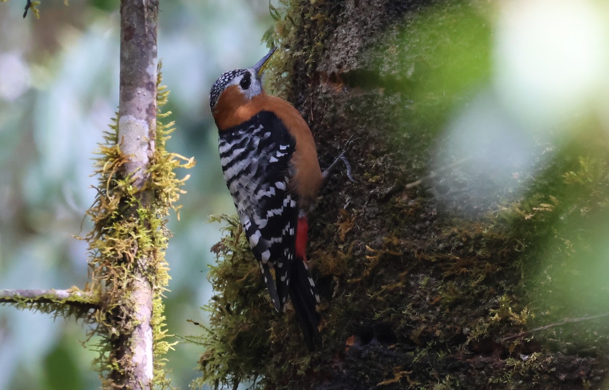 Rufous-bellied Woodpecker - 瑞珍 楊