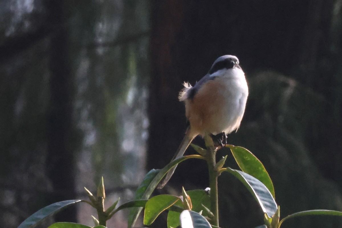 Gray-backed Shrike - ML561444081