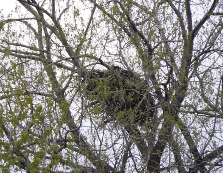 Bald Eagle - ML561444801