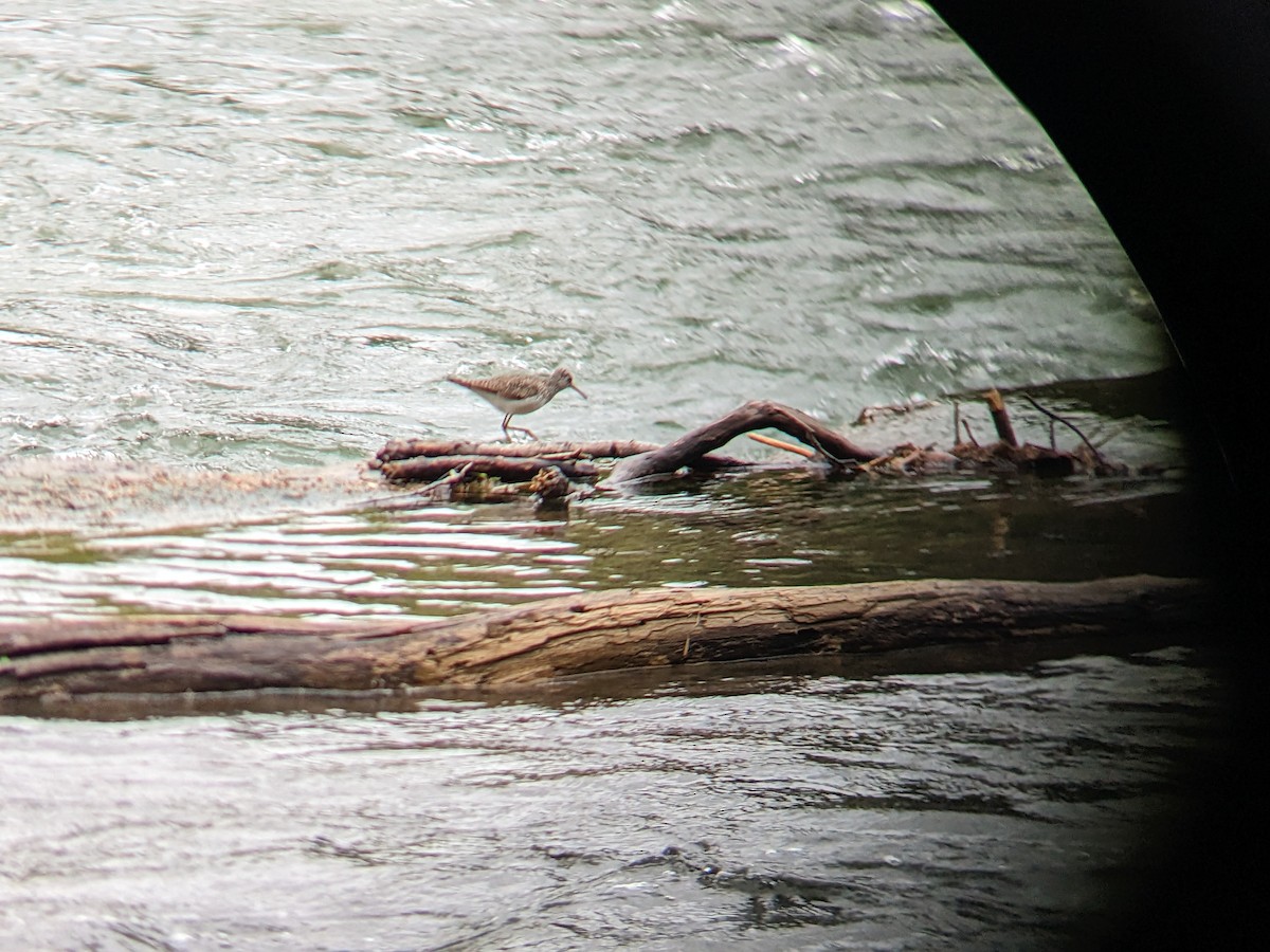 Solitary Sandpiper - ML561445231