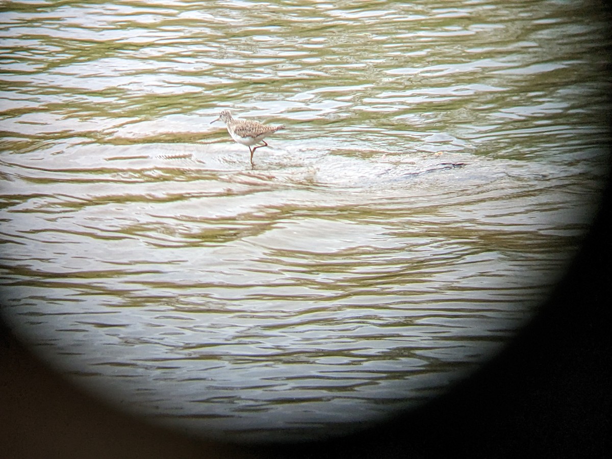 Solitary Sandpiper - ML561445241