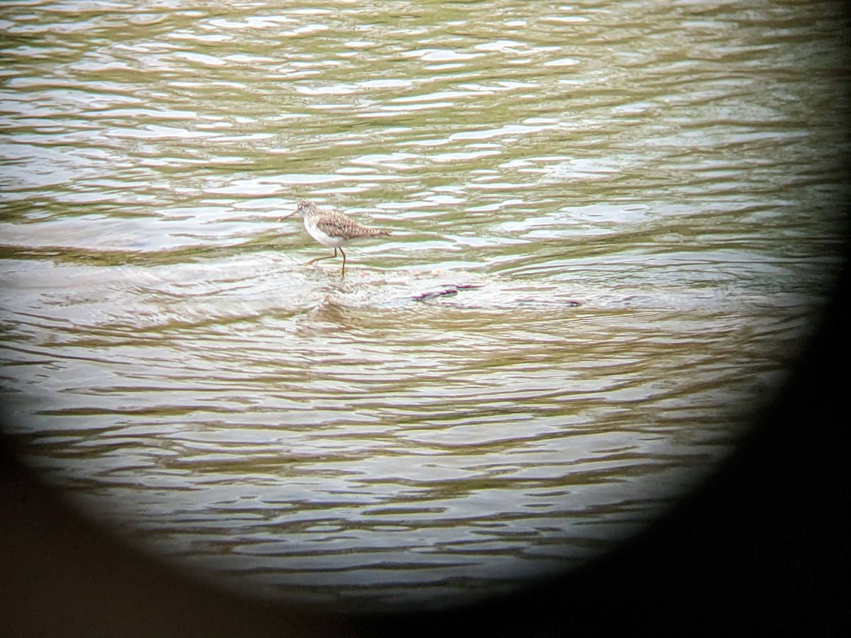 Solitary Sandpiper - ML561445251