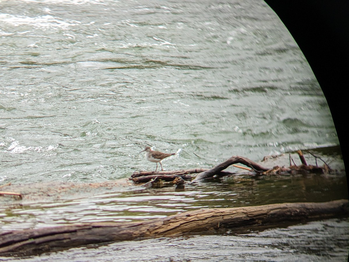 Solitary Sandpiper - ML561445261