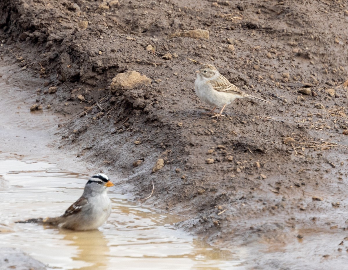 Brewer's Sparrow - ML561446191