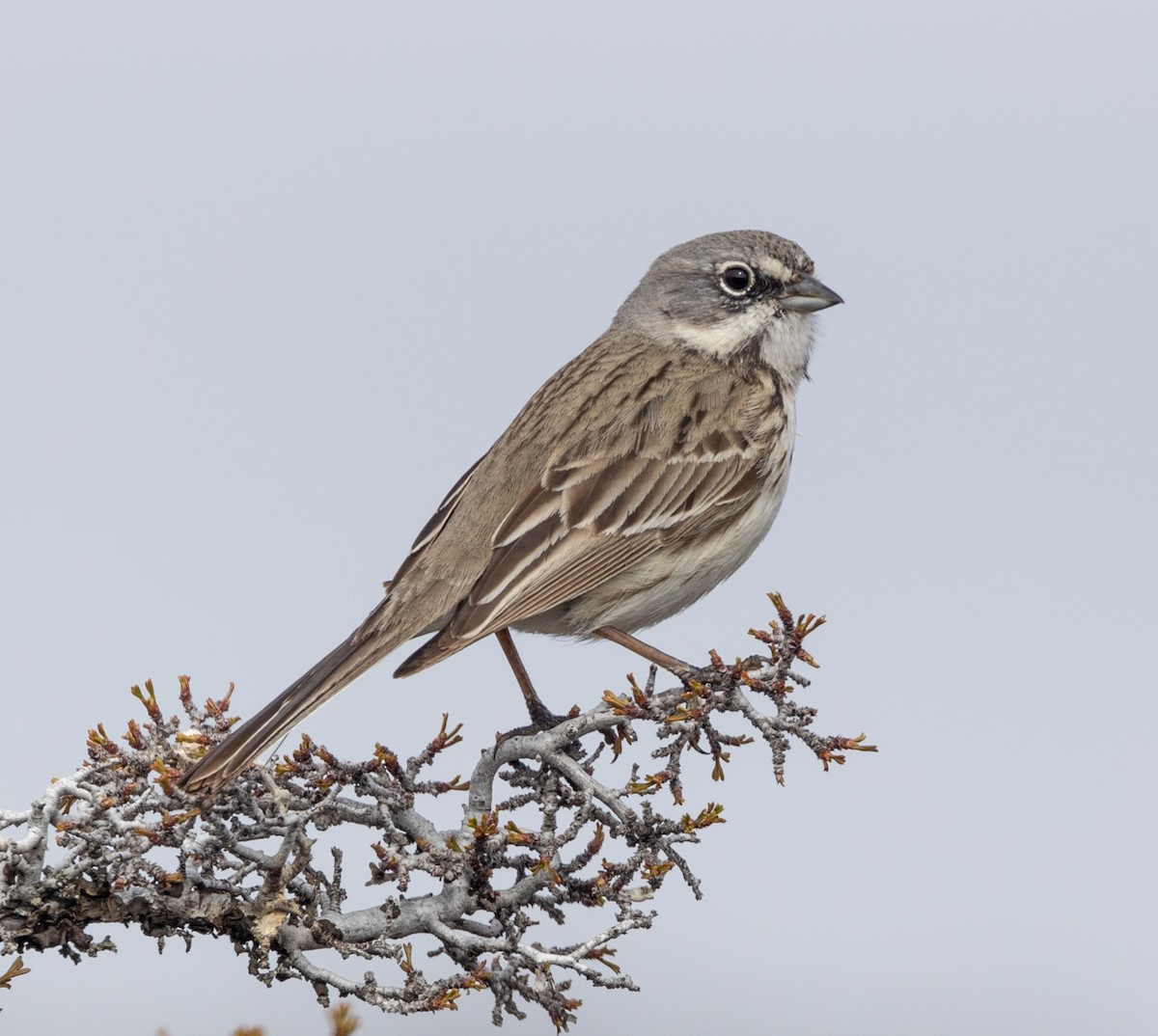 Sagebrush Sparrow - ML561447231