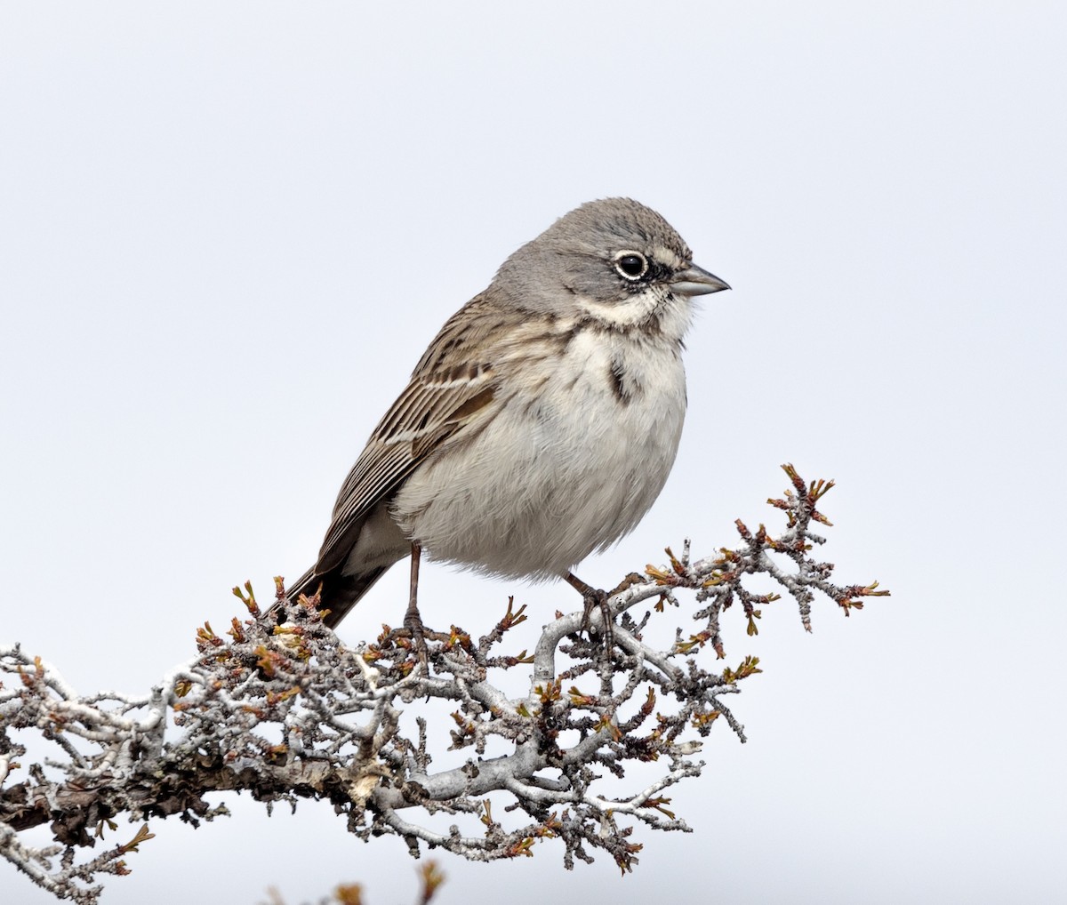 Sagebrush Sparrow - ML561447241