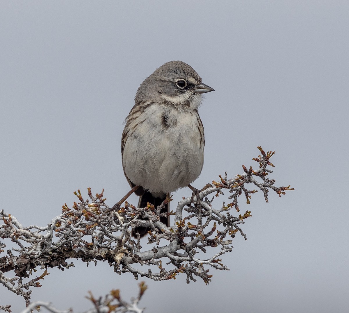 Sagebrush Sparrow - ML561447281