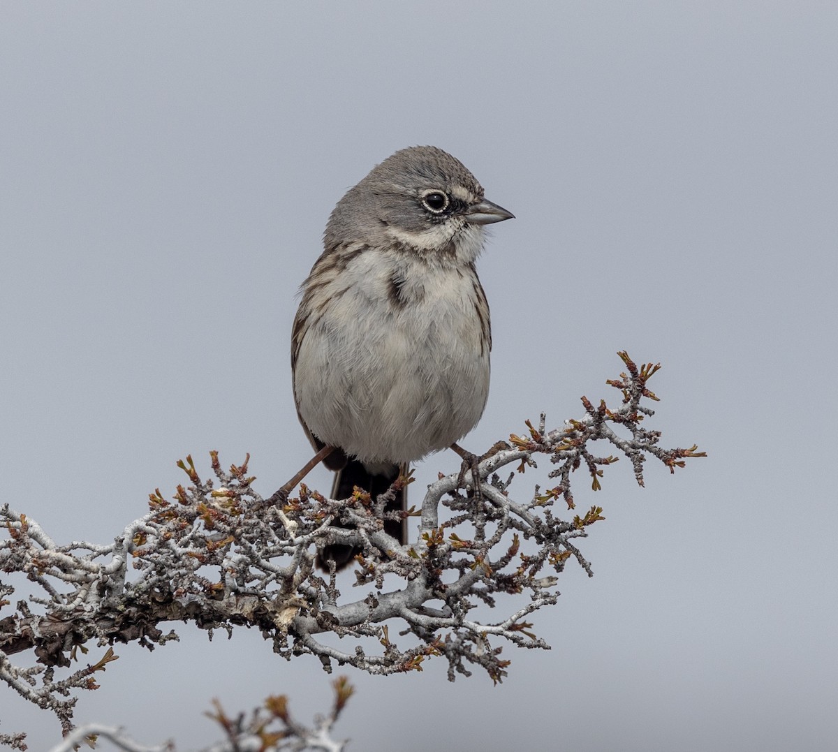 Sagebrush Sparrow - Greg Harrington