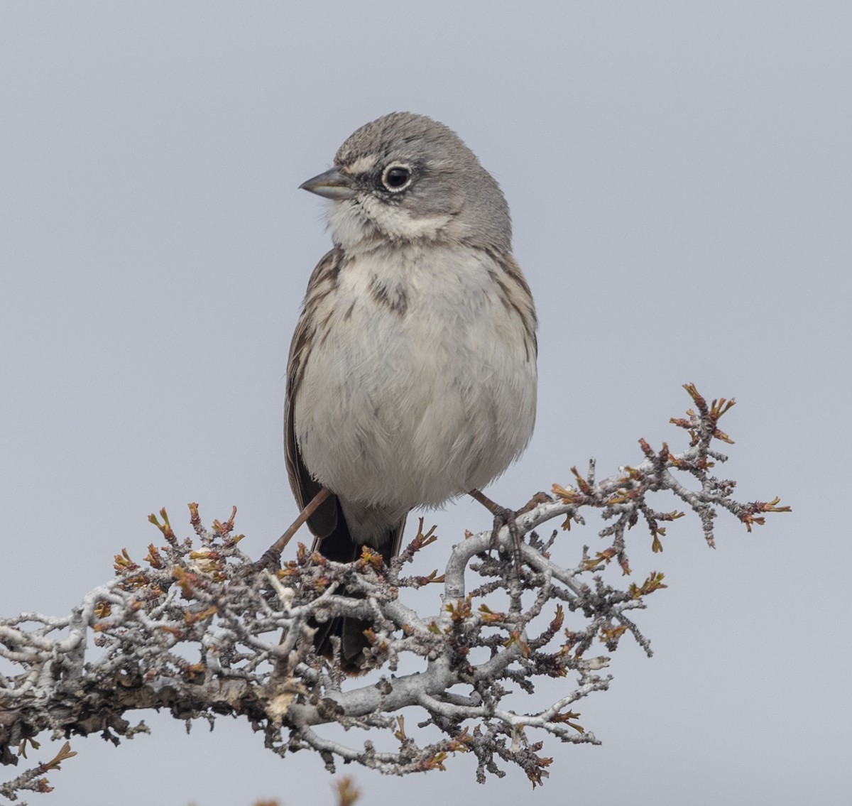 Sagebrush Sparrow - ML561447291