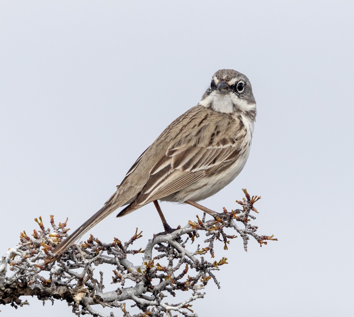 Sagebrush Sparrow - ML561447391
