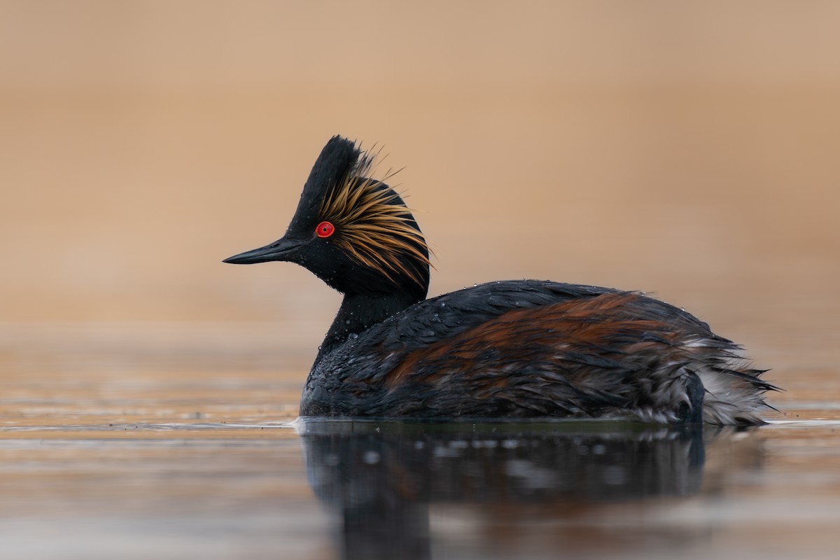 Eared Grebe - ML561447681