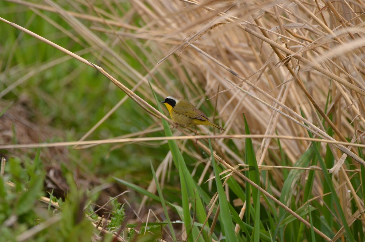 Common Yellowthroat - Andrew Jacobs