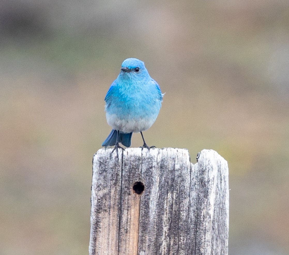 Mountain Bluebird - ML561448401