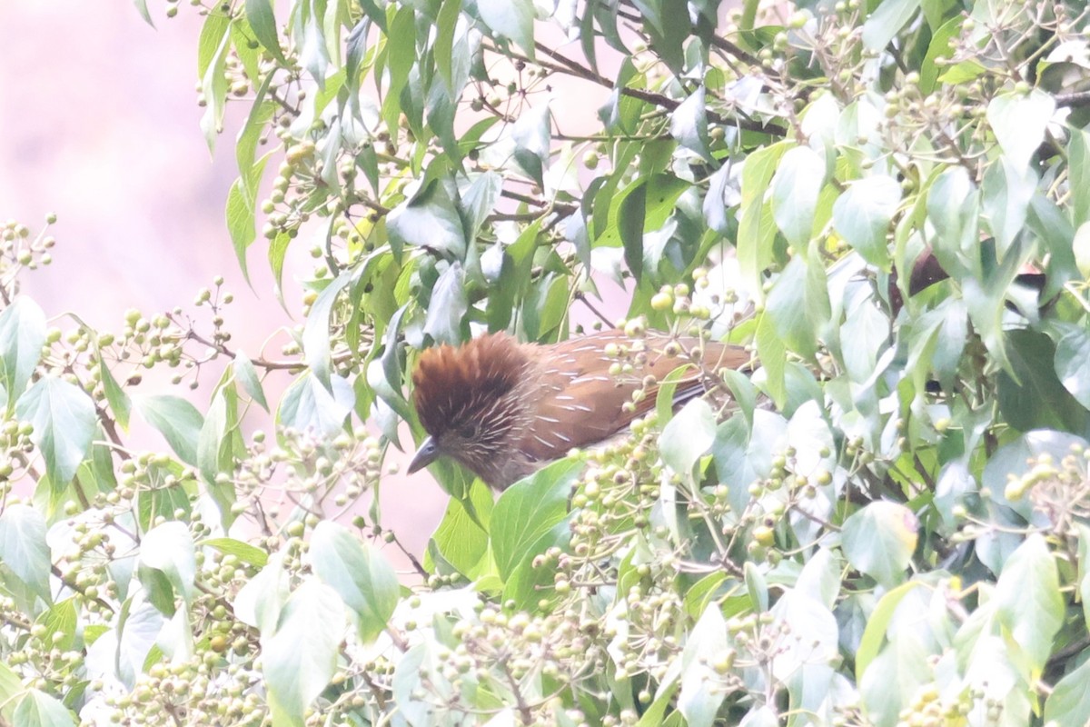 Striated Laughingthrush - ML561449041