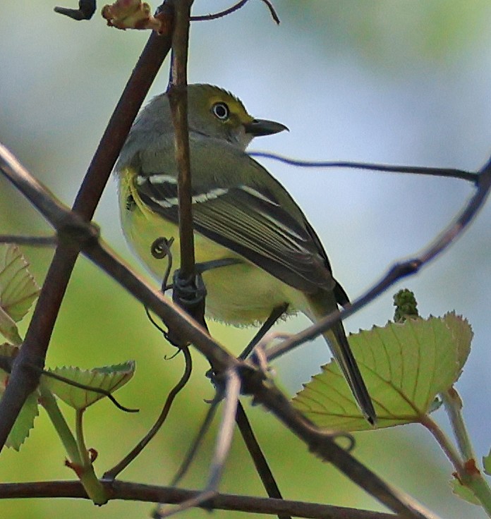 White-eyed Vireo - Linda Mack