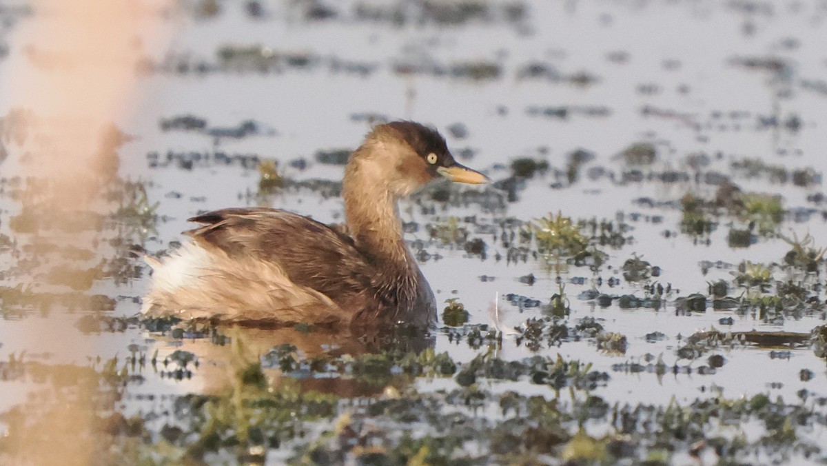 Zampullín Común (grupo ruficollis) - ML561449621