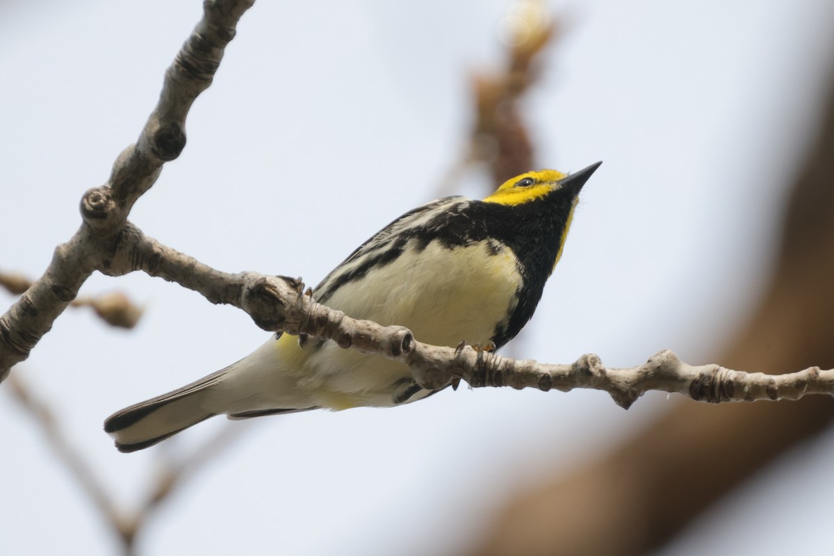 Black-throated Green Warbler - ML561449681