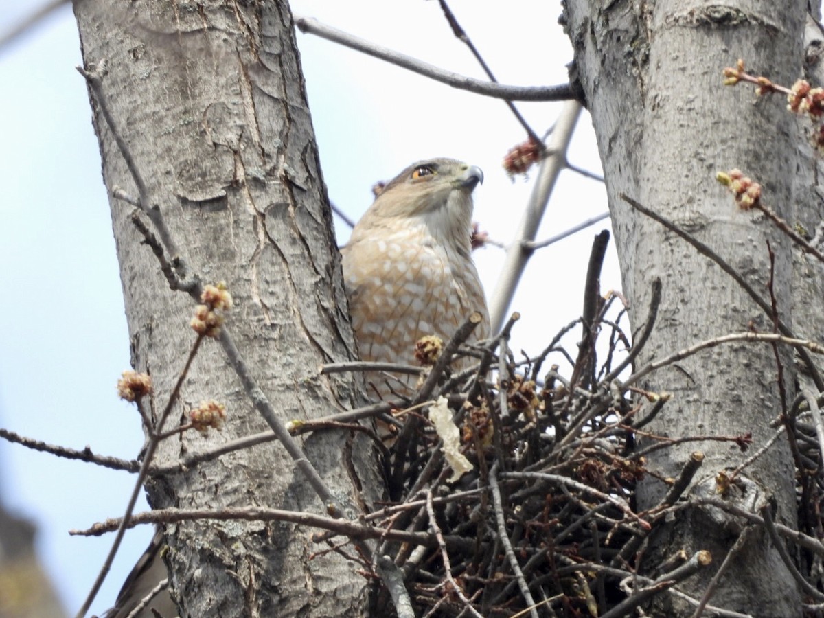 Cooper's Hawk - ML561450491