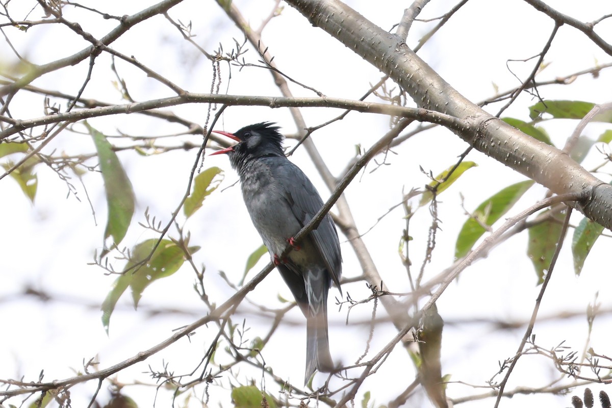 Bulbul Negro - ML561451381