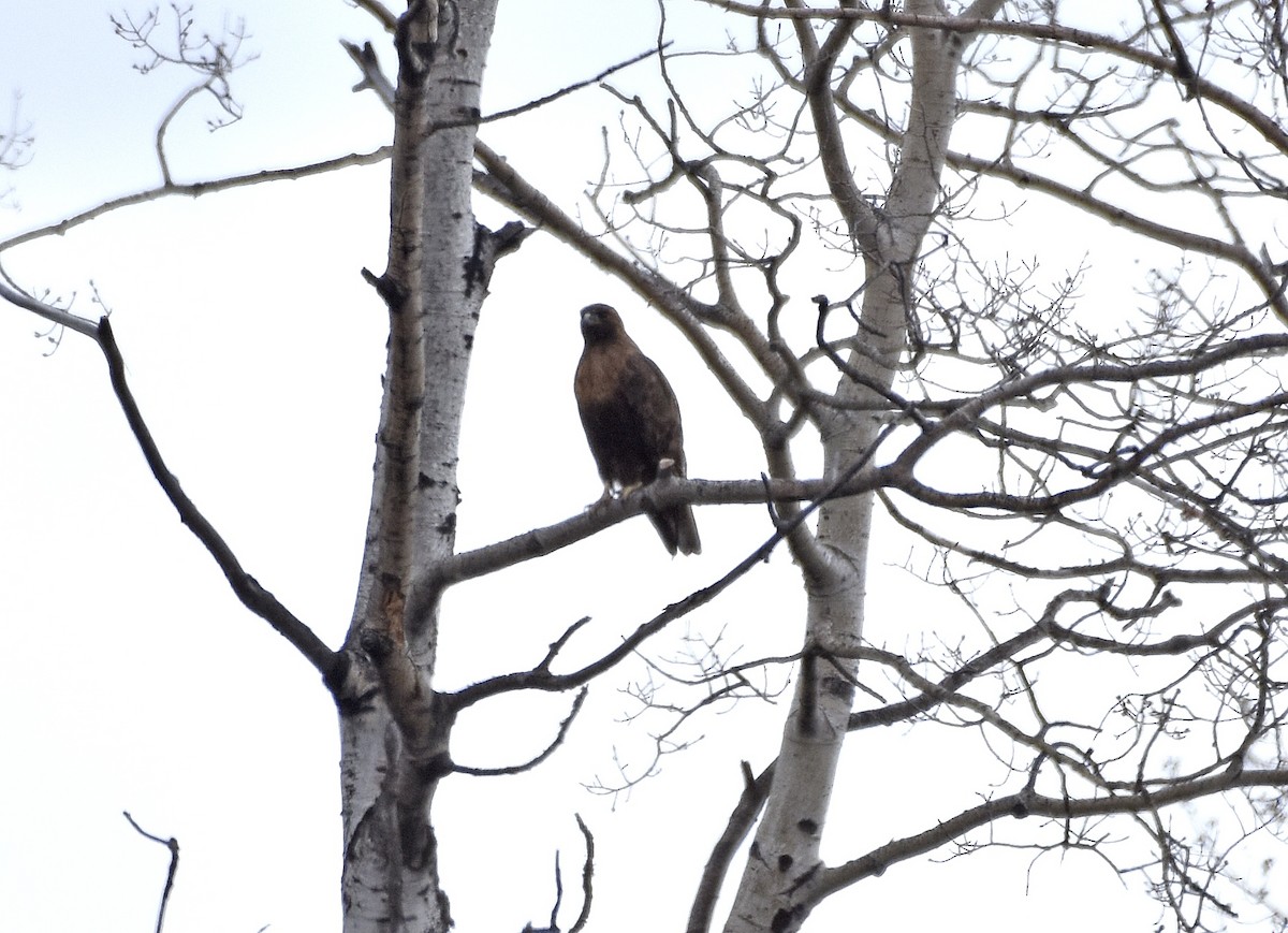 アカオノスリ - ML561451591