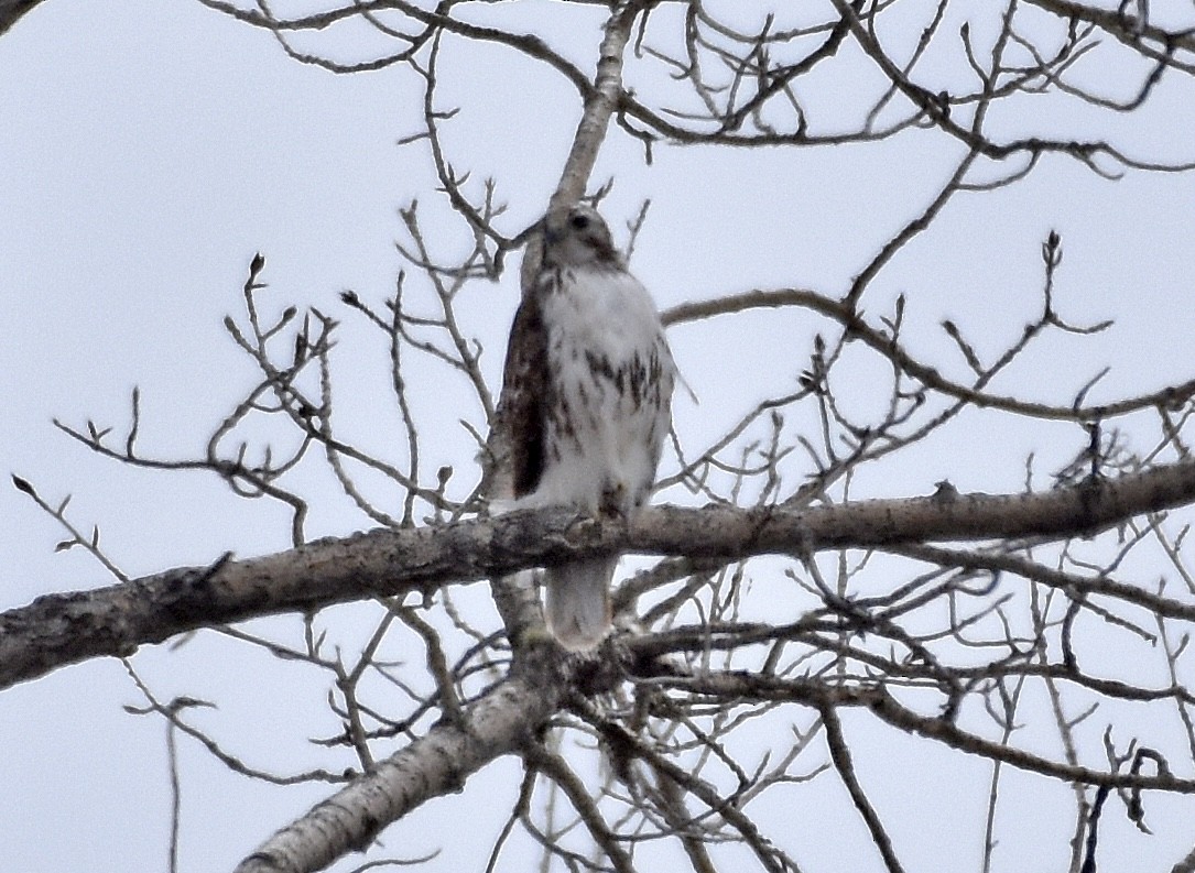 アカオノスリ - ML561451601