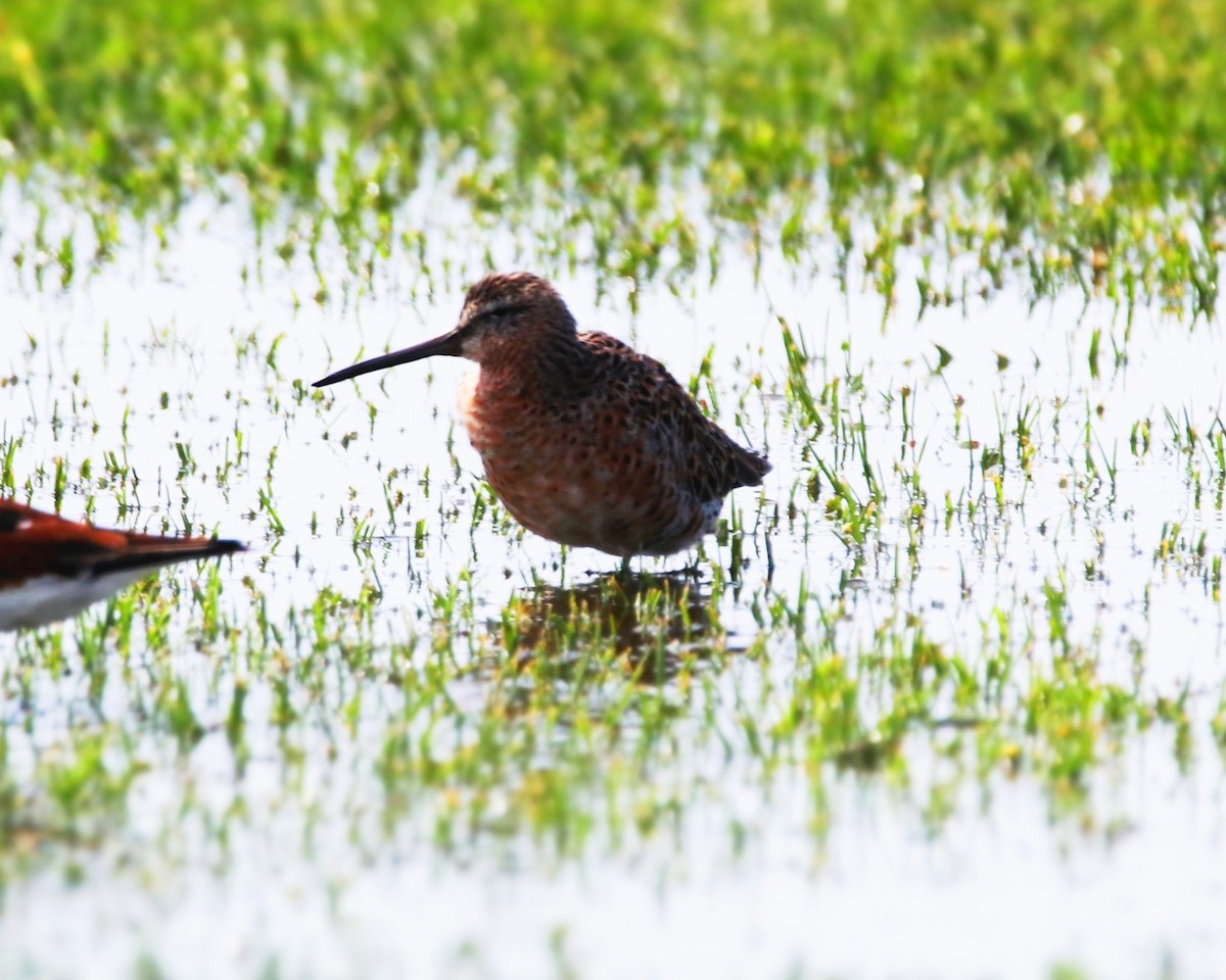 Hudsonian Godwit - ML561452351