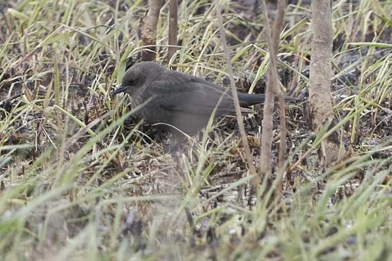 Brewer's Blackbird - ML561452691