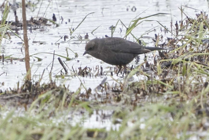 Brewer's Blackbird - ML561452701