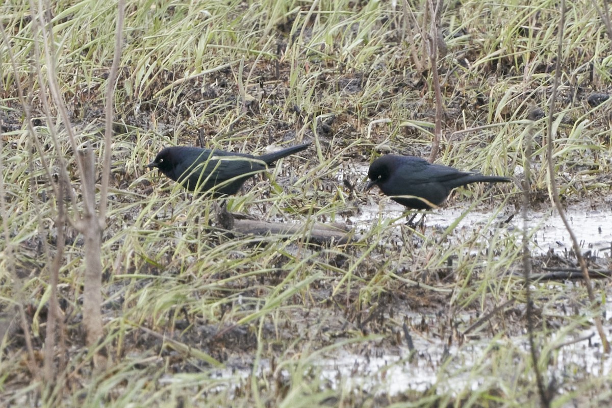 Brewer's Blackbird - ML561452711