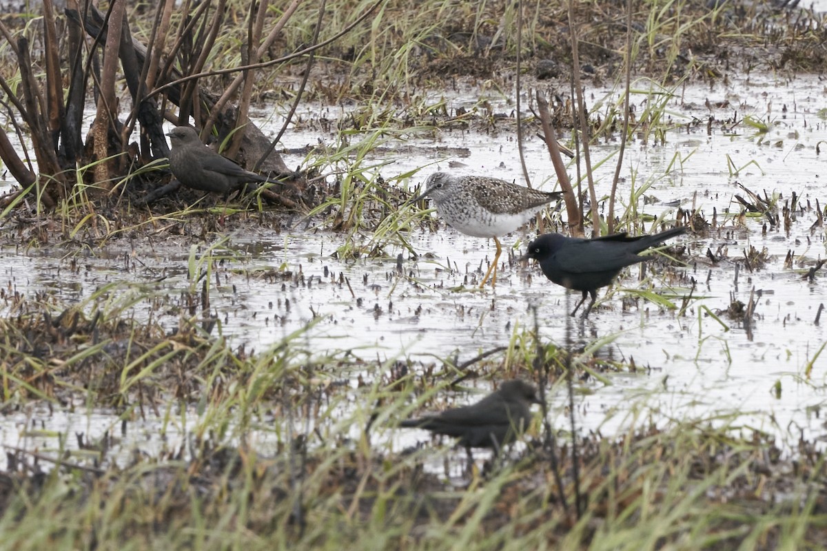 Brewer's Blackbird - Dana Siefer