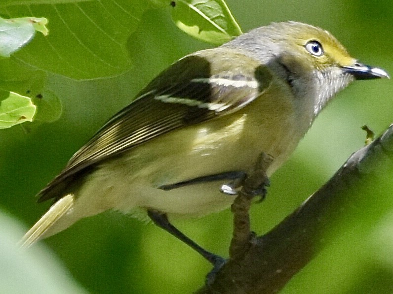 White-eyed Vireo - Jason C. Martin