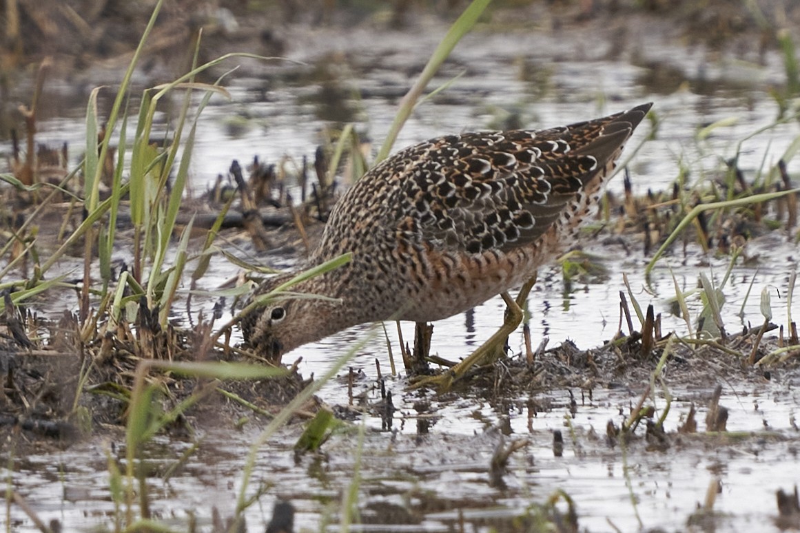 Long-billed Dowitcher - ML561452811