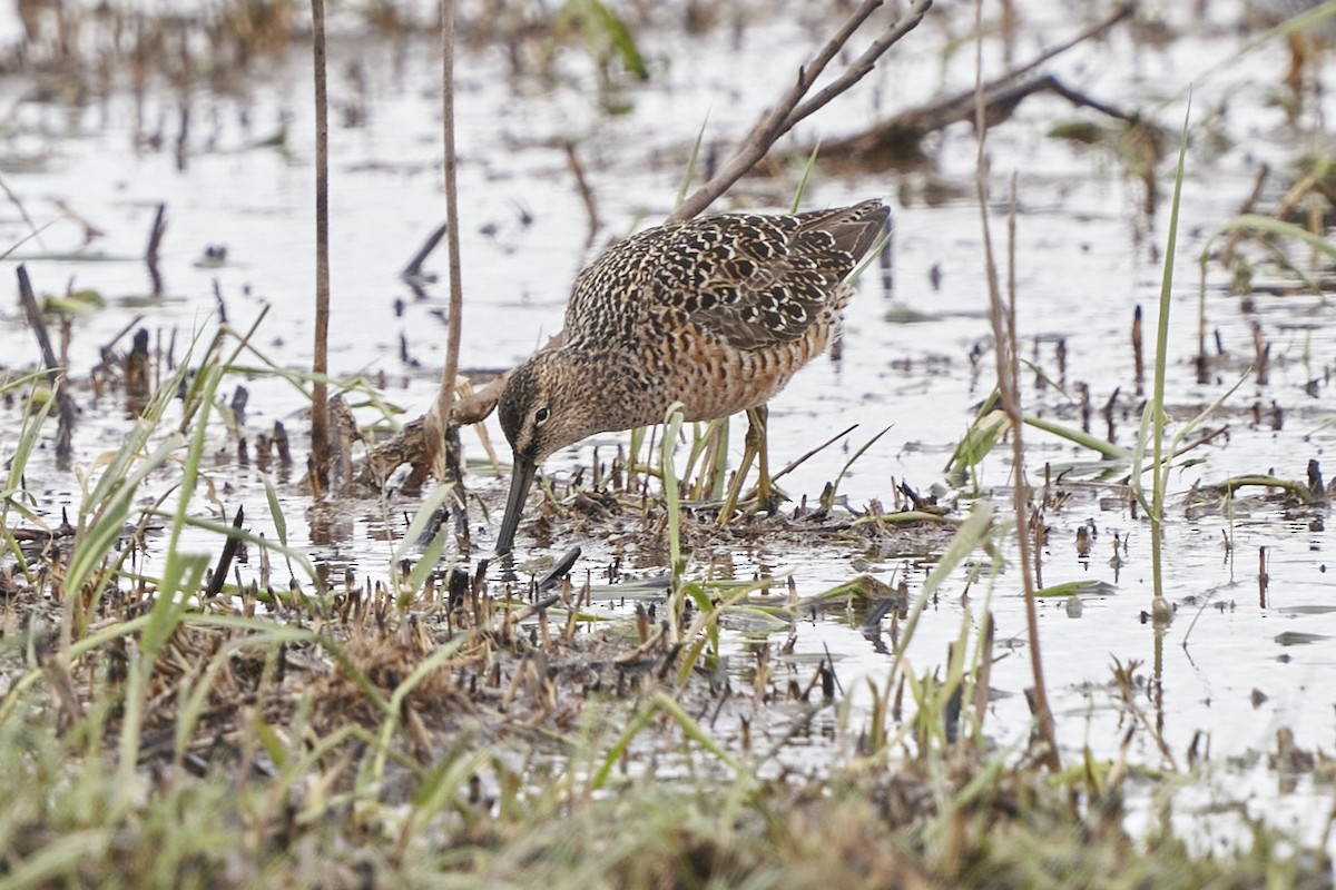 Long-billed Dowitcher - Dana Siefer