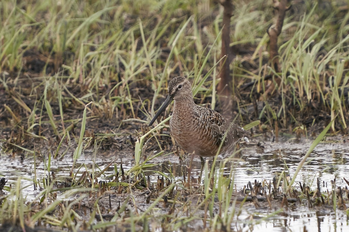 Long-billed Dowitcher - ML561452831