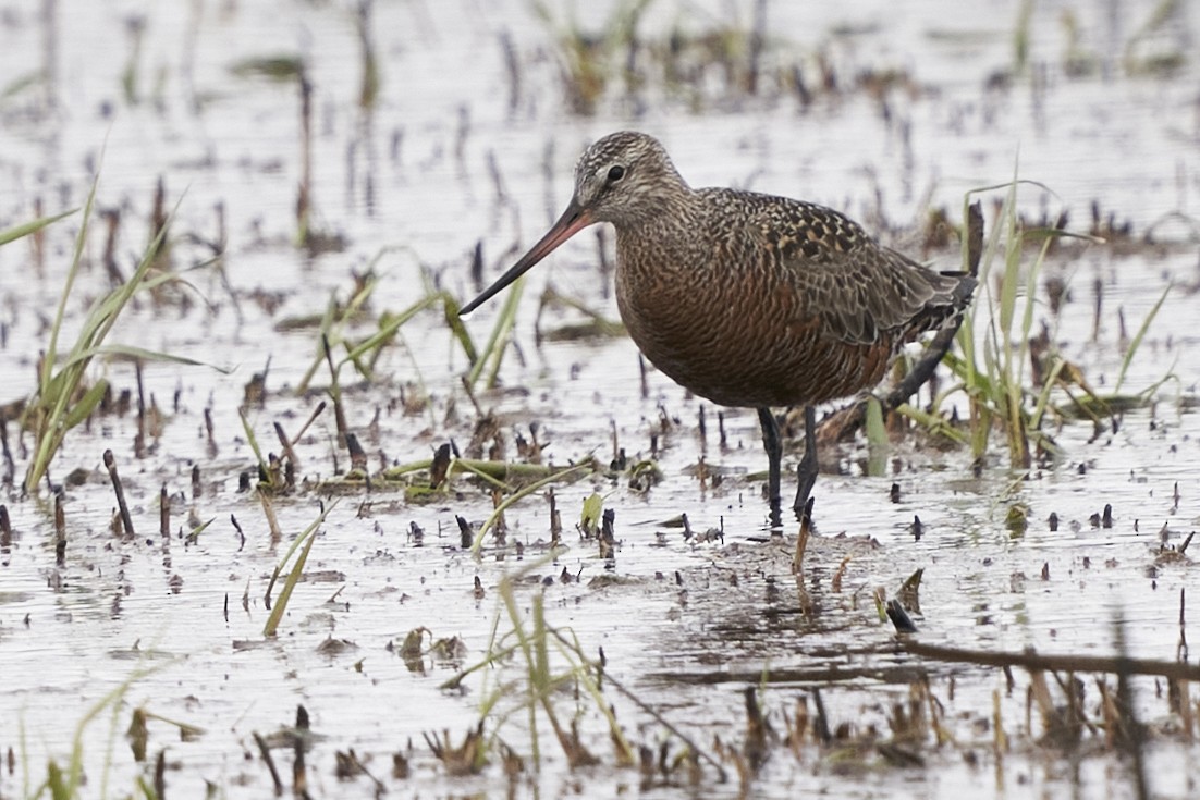 Hudsonian Godwit - ML561452911