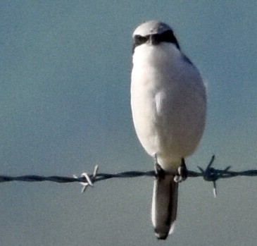 Loggerhead Shrike - Jason C. Martin