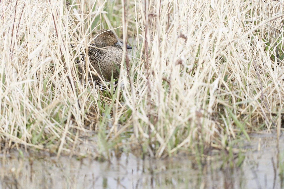 Northern Pintail - ML561453171