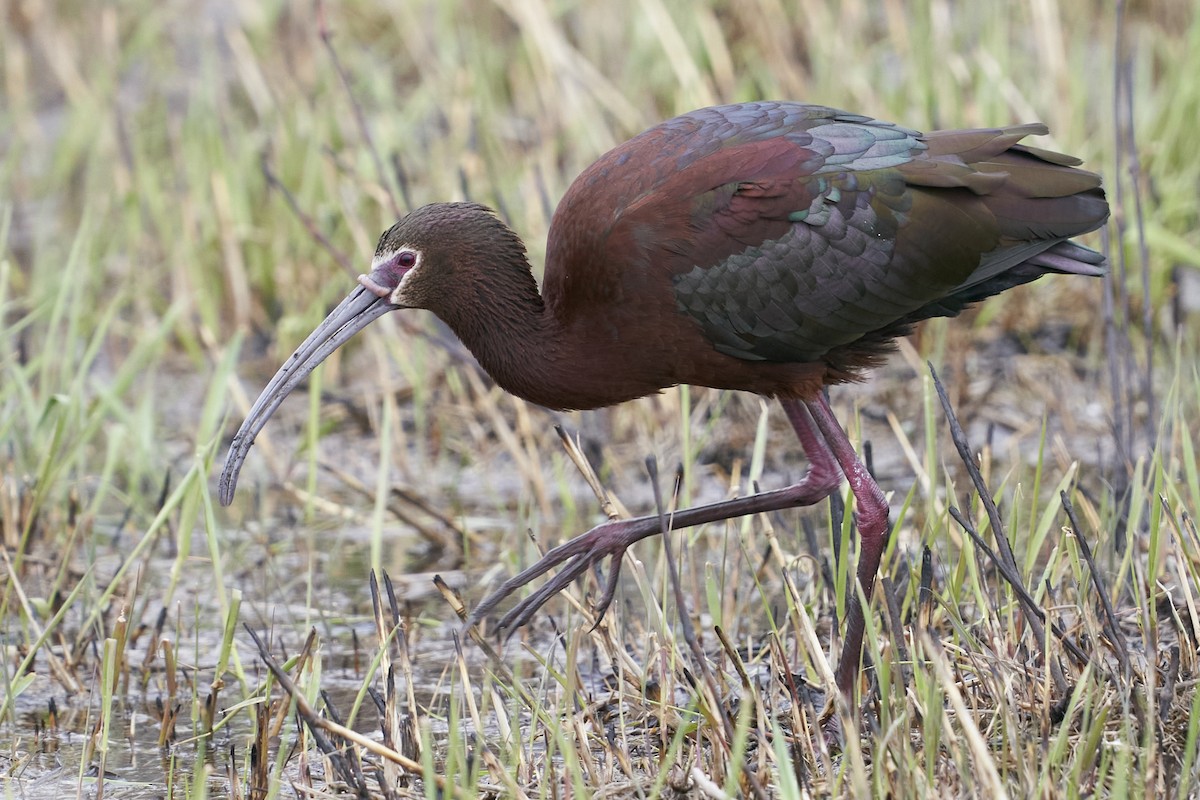 White-faced Ibis - ML561453681