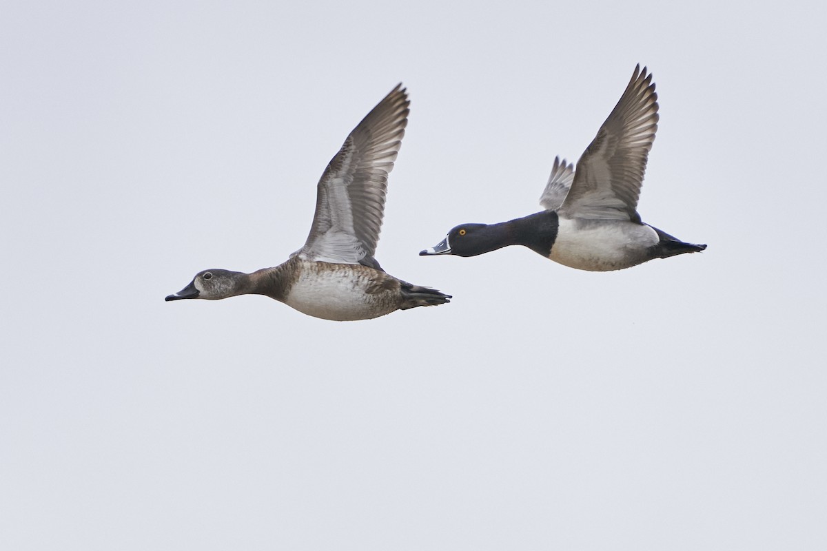 Ring-necked Duck - ML561453741