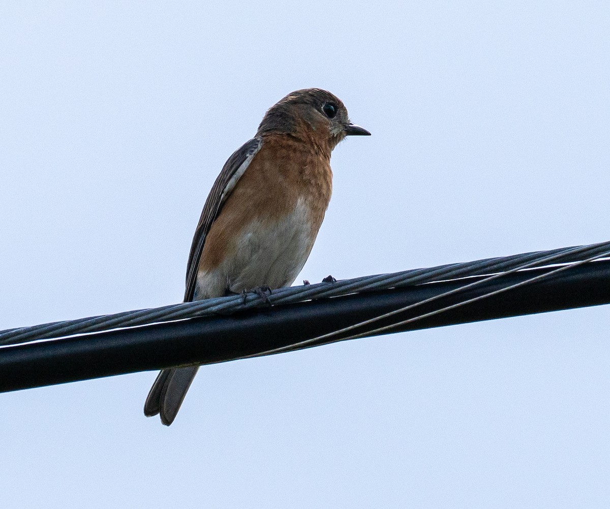 Eastern Bluebird - ML561455341