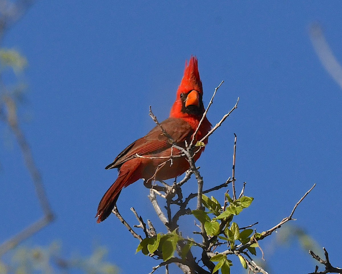 Northern Cardinal - ML561456571